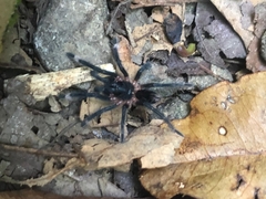 Sericopelma