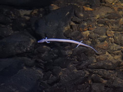 Proteus anguinus anguinus
