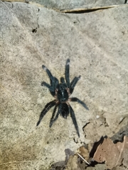 Sericopelma