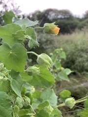 Abutilon grandiflorum