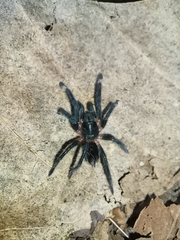 Sericopelma