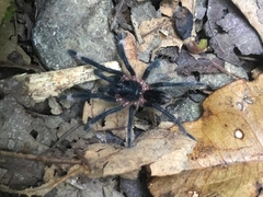 Sericopelma