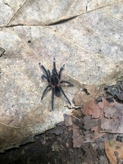 Sericopelma