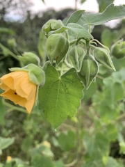 Abutilon grandiflorum