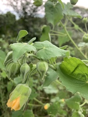 Abutilon grandiflorum