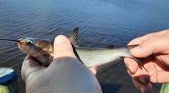 Ameiurus catus