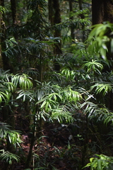 Podocarpus matudae