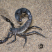 Arabian Fat-tailed Scorpion - Photo (c) Mohammad Amin Ghaffari, some rights reserved (CC BY), uploaded by Mohammad Amin Ghaffari