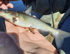 Ameiurus catus