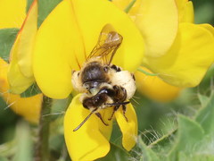 Andrena ovatula