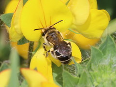 Andrena ovatula