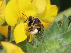 Andrena ovatula