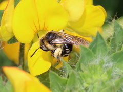 Andrena ovatula