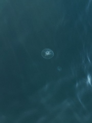 Cnidaria