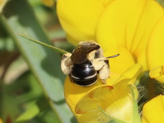 Andrena ovatula