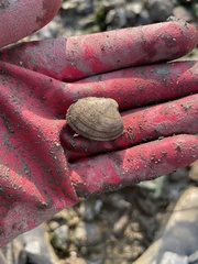 Ruditapes philippinarum