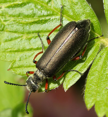 Lytta aenea