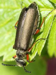Lytta aenea