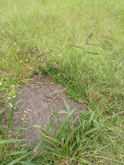 Paspalum umbrosum