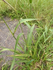 Paspalum umbrosum