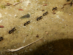Leptogenys kitteli