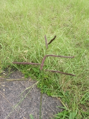 Paspalum umbrosum