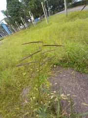 Paspalum umbrosum