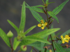 Ludwigia erecta