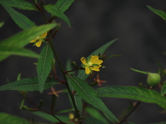 Ludwigia erecta
