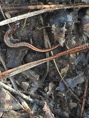 Plethodon websteri