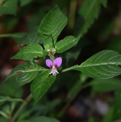 Cuphea calaminthifolia