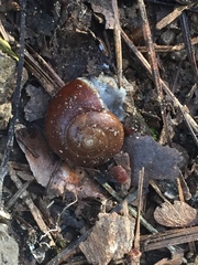Mesomphix capnodes