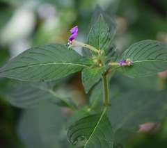 Cuphea calaminthifolia