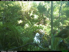Turdus falcklandii magellanicus