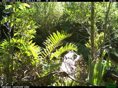 Pyrope pyrope fortis