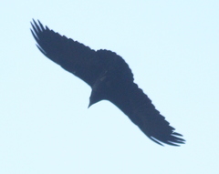 Corvus rhipidurus
