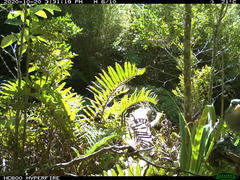 Pyrope pyrope fortis