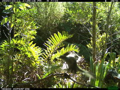 Pyrope pyrope fortis