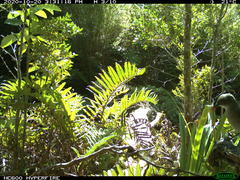 Pyrope pyrope fortis