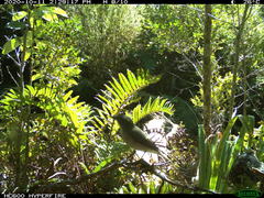 Pyrope pyrope fortis