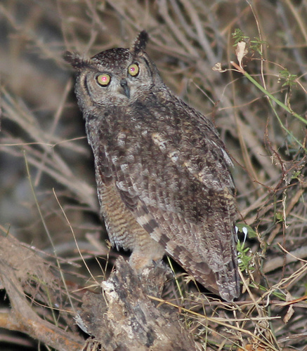 Arabian Eagle-Owl (Bubo milesi), photo 5