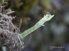 Cladonia sulphurina