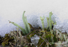 Cladonia sulphurina