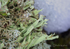 Cladonia sulphurina
