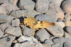 Pyrgodera armata