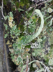 Cladonia sulphurina