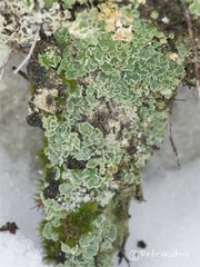 Cladonia sulphurina