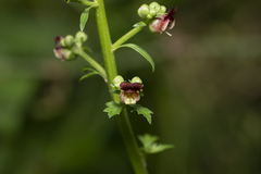 Scrophularia lucida