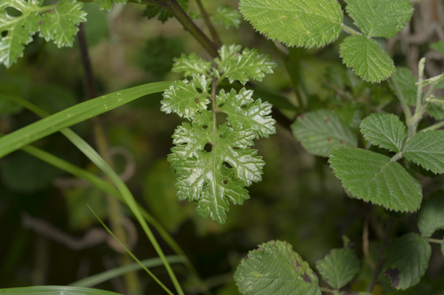 Image of Scrophularia lucida by (c) Eleftherios Katsillis, some rights reserved (CC BY)