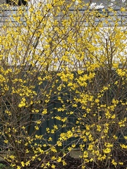 Forsythia × intermedia